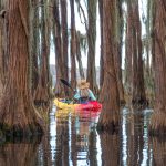 Donna paddles among the Cypress