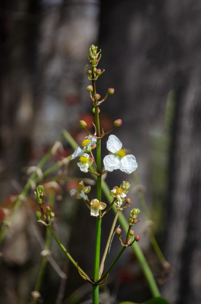 Duck Potato - Sagittaria lancifolia