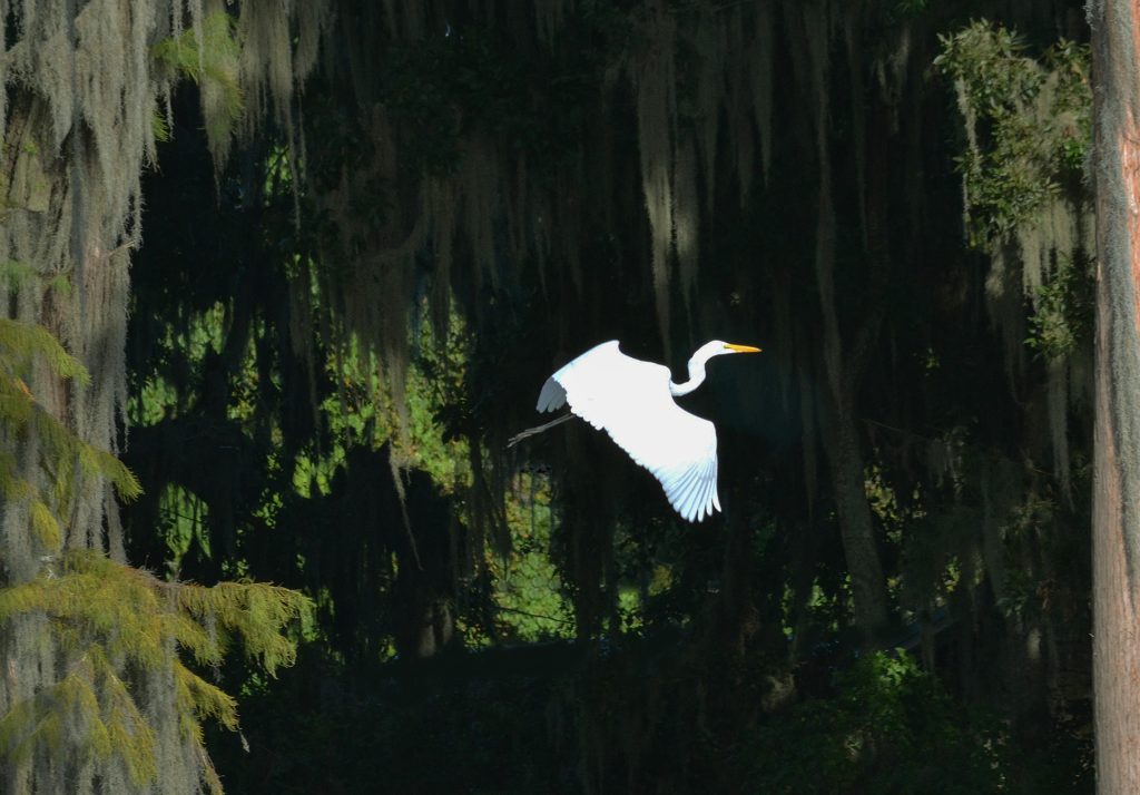 Egret-Santa Fe Lake