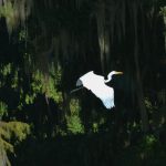 Egret-Santa Fe Lake