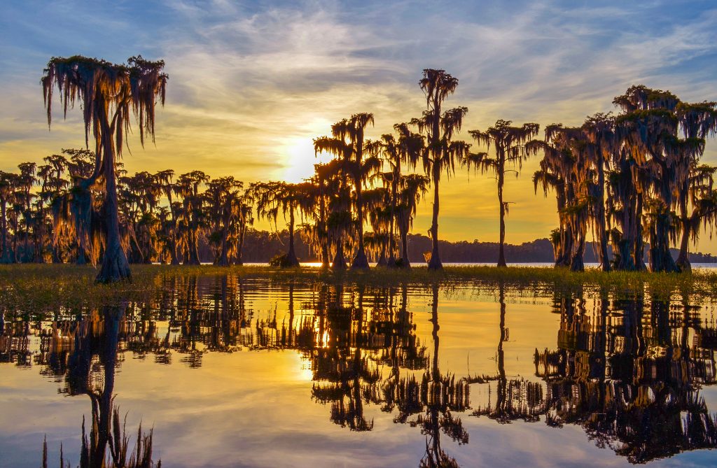 Golden Sunset through Cypress