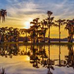 Golden Sunset through Cypress