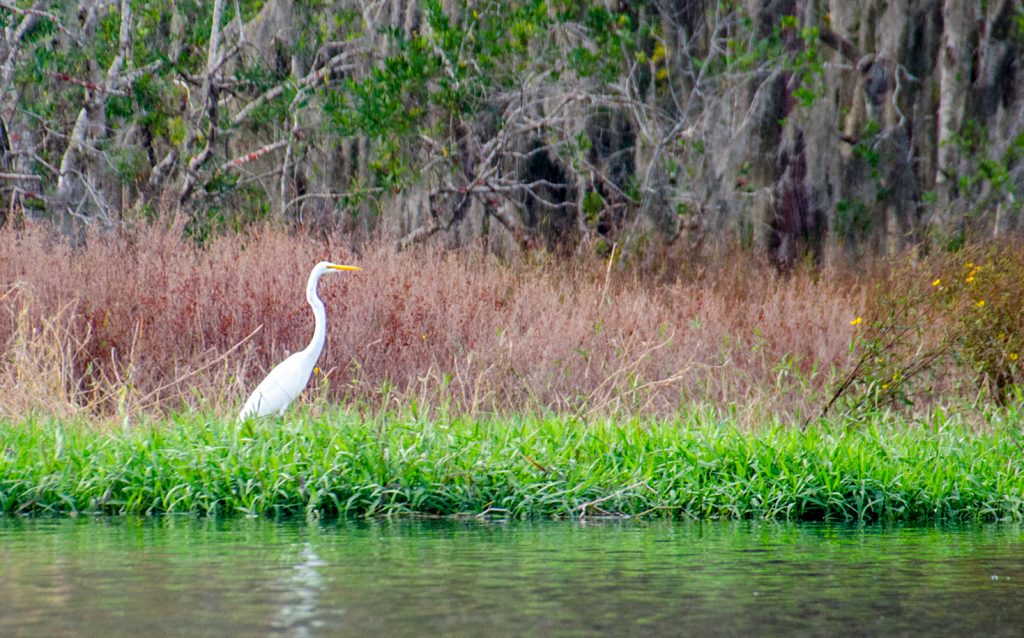 Great Egret on Black Lake