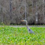 Heron on Tussock