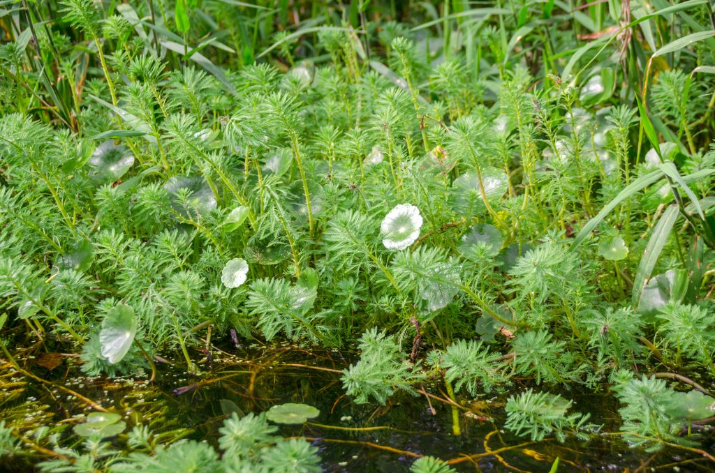 Hydrilla - Hydrilla verticillata