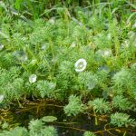 Hydrilla - Hydrilla verticillata