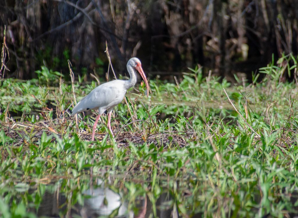 Ibis