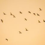 Ibis Heading to Roost