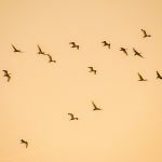 Ibis Heading to Roost