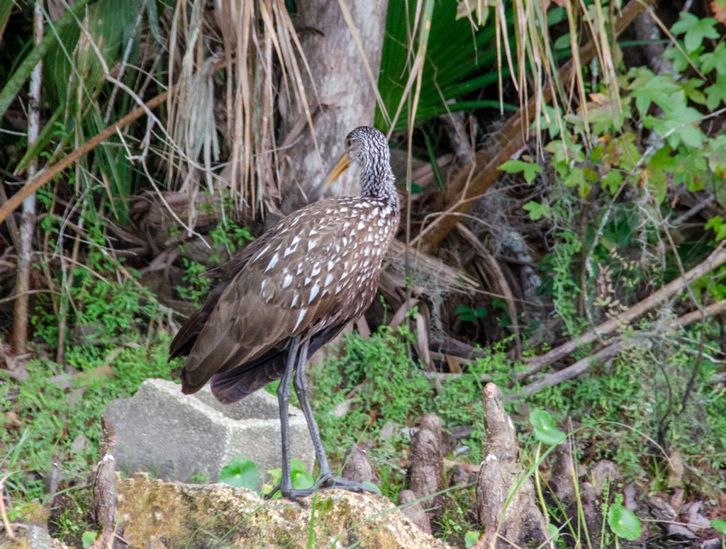 Limpkin