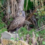 Limpkin