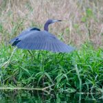 Little Blue Heron Takes Flight on Black Lake