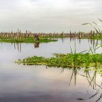 Original Ocklawaha River - Free the Dam