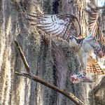 Osprey Landing with Fish