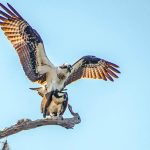 Ospreys Mating