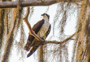 Osprey - Santa Fe Lake