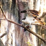 Osprey with Fish