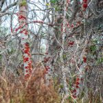 Red Lichens on trees