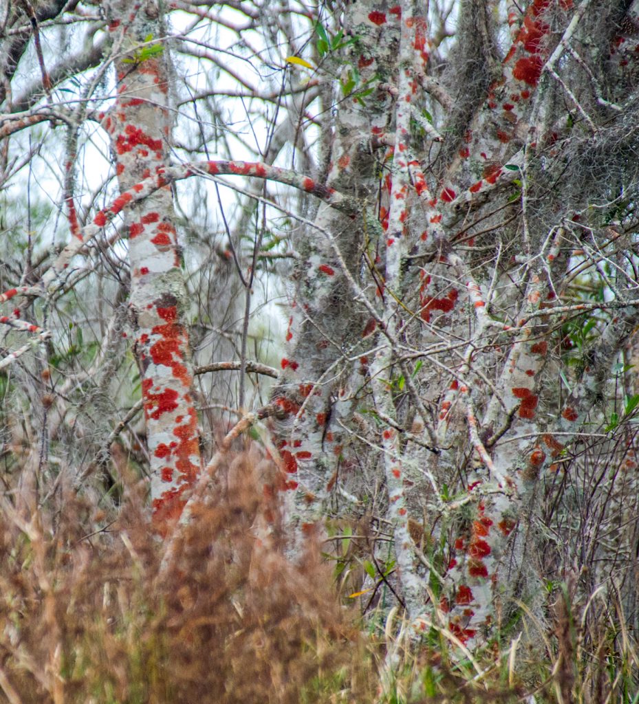 Red Lichens on trees