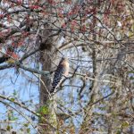 Red Shouldered Hawk - Buteo lineatus