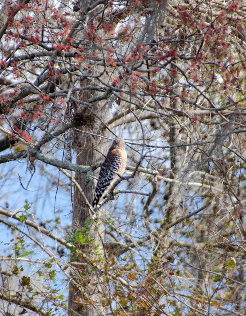 Red Shouldered Hawk - Buteo lineatus