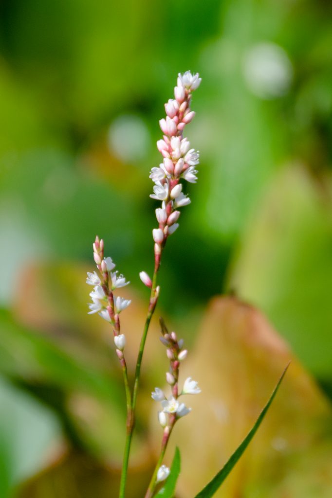 Smartweed – Polygonum punctatum