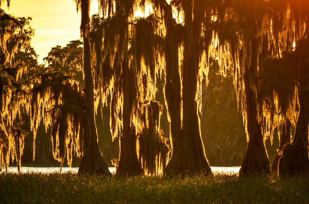 Sunset Glow through Moss