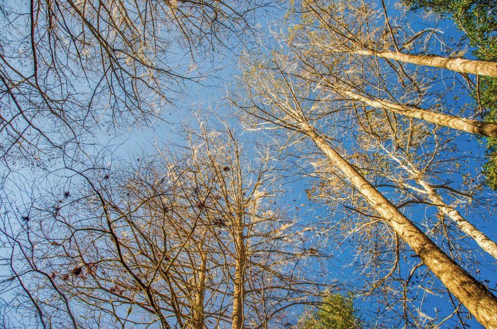 Tall Cypress of Prairie Creek