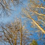 Tall Cypress of Prairie Creek