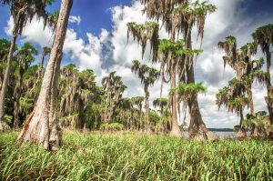 The Cypress Trees of Santa Fe Lake