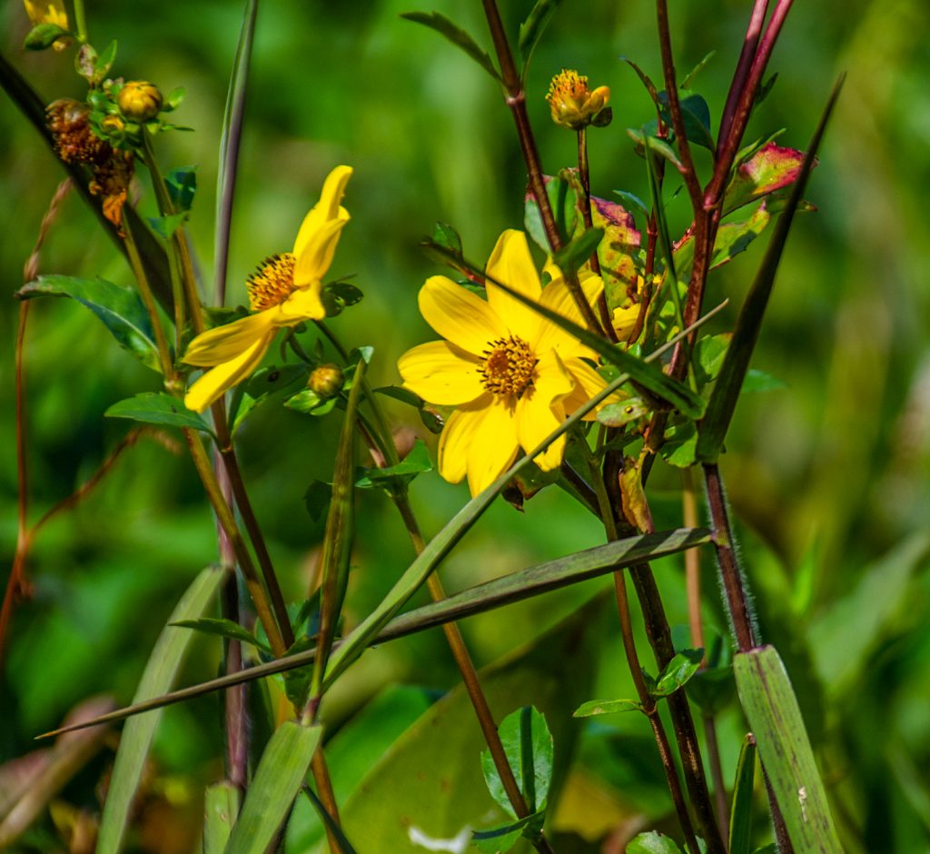 Tickseed Sunflower – Bidens polylepis