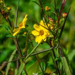 Tickseed Sunflower – Bidens polylepis