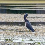 Tri-Colored Heron - Egretta Tricolor