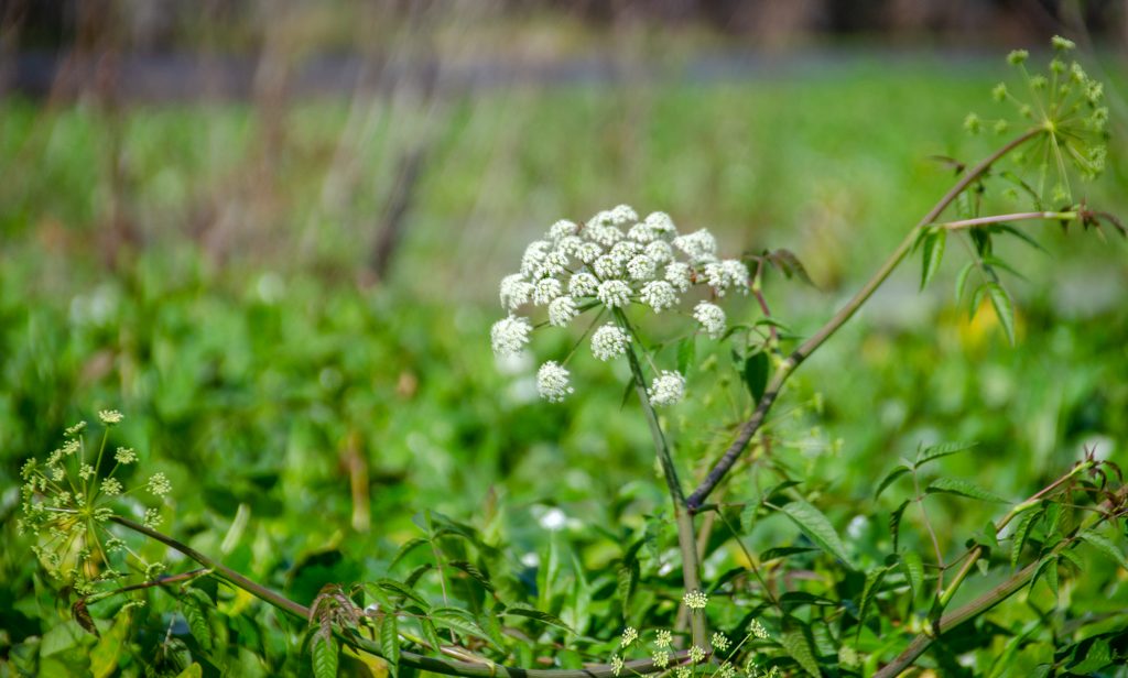 Water Hemlock