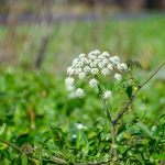 Water Hemlock