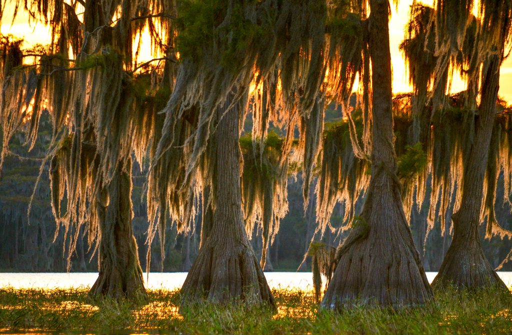 Mossy Cypress at Sunset - Santa Fe Lake