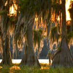 Mossy Cypress at Sunset - Santa Fe Lake