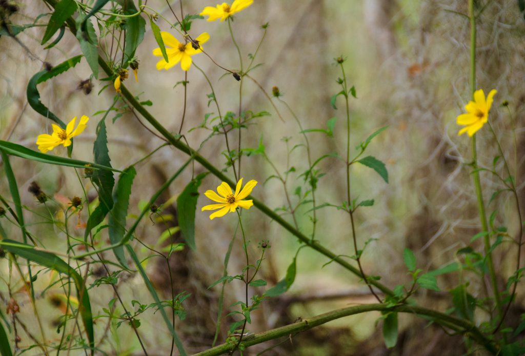 Woodland Sunflower - Helianthus strumosus