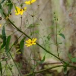 Woodland Sunflower - Helianthus strumosus