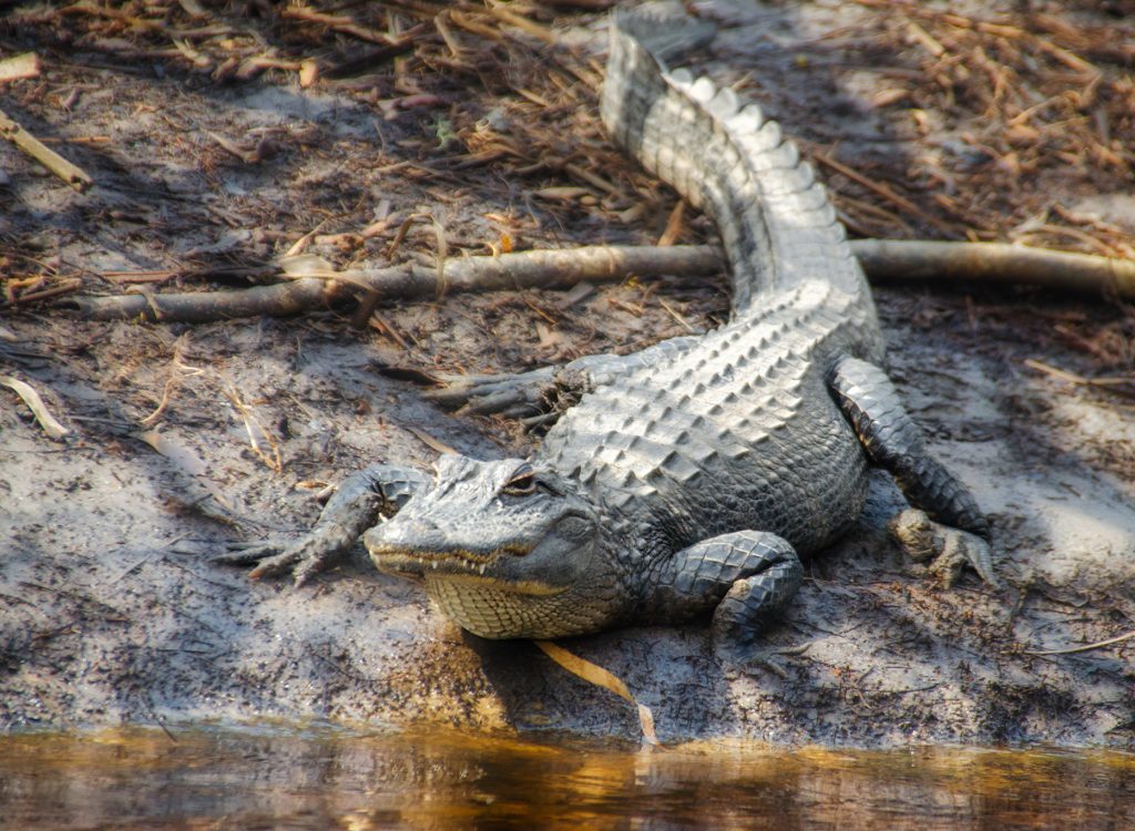 Alligator on Otter Creek