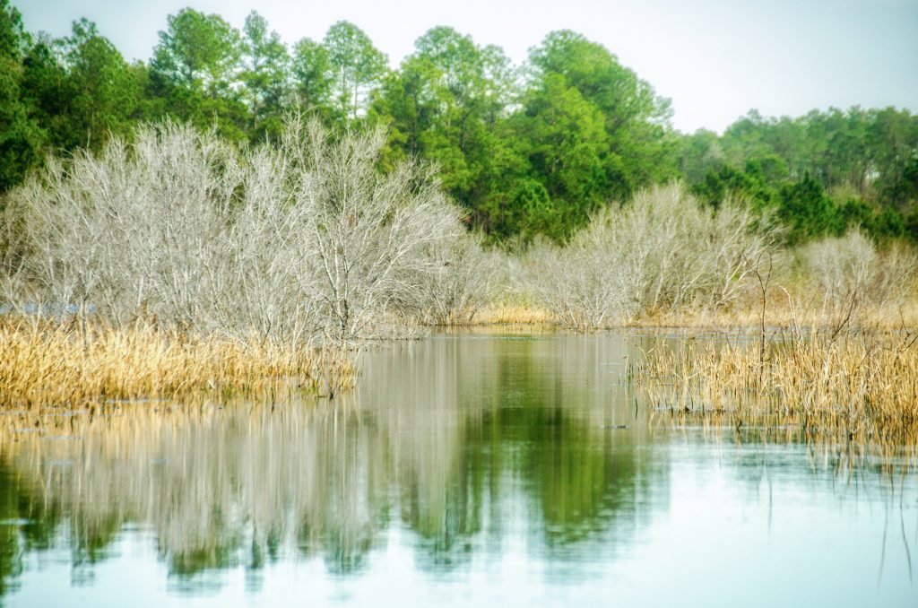 Bare Trees near Bear Hole