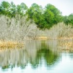 Bare Trees near Bear Hole