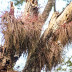 Bartram's Air Plant