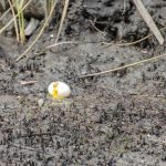Broken Egg