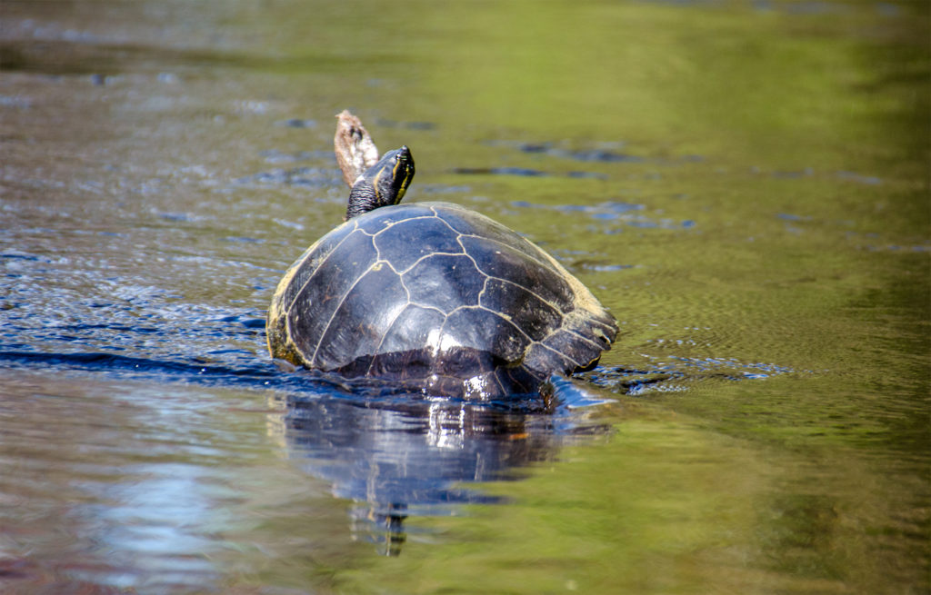 Cooter takes refuge in the high water