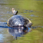 Cooter takes refuge in the high water