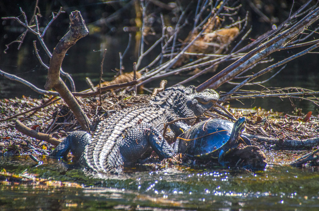 Gator and Turtle share debris island