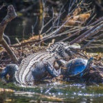 Gator and Turtle share debris island