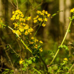 Golden ragwort - Packera aurea