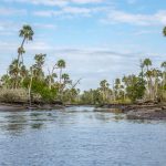 Low Tide Waccasassa